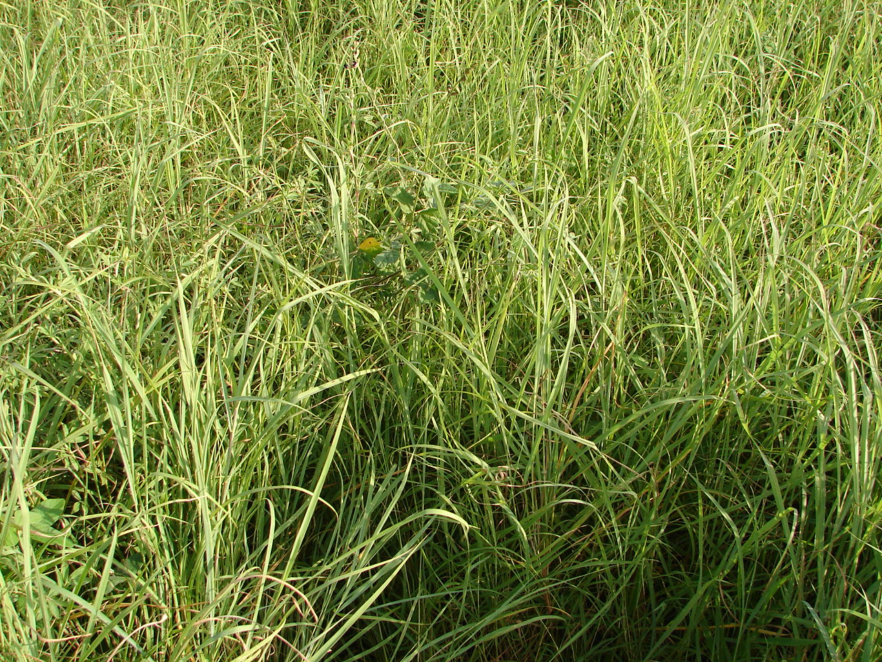 ideal time to graze grazing bestprac carbon grazing bmp bmpgrazing